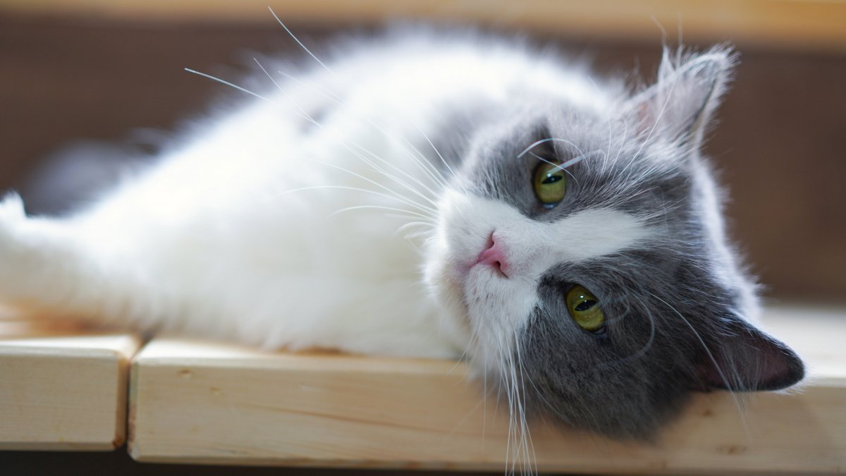 Рагамаффин серый