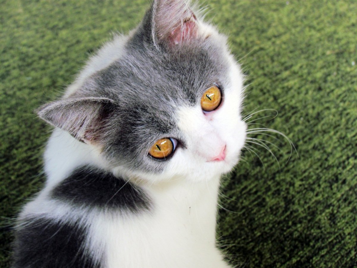 Бело серый кот