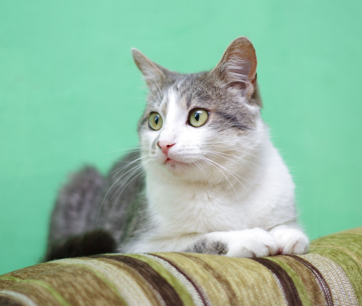 Эстетика кошек