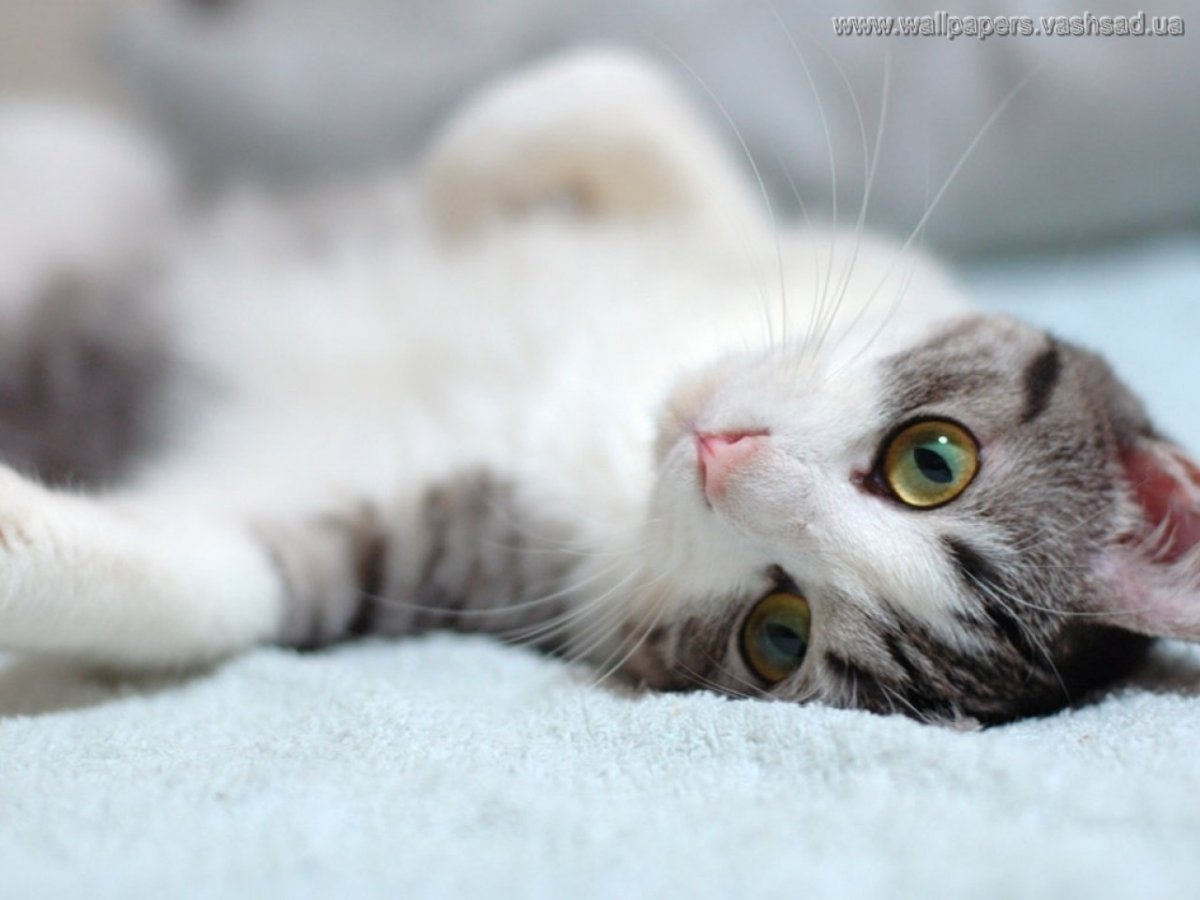 Серый кот с белым носом