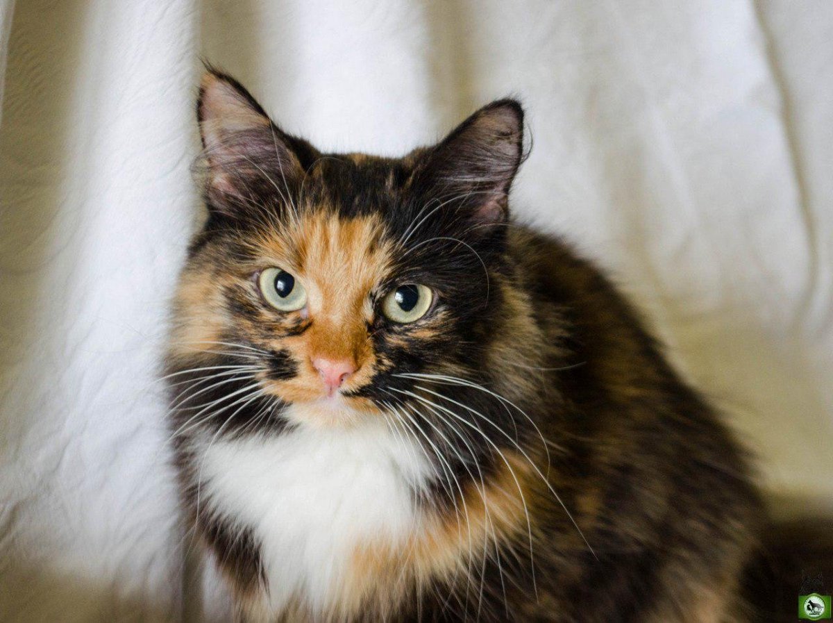 Норвежская Лесная Калико