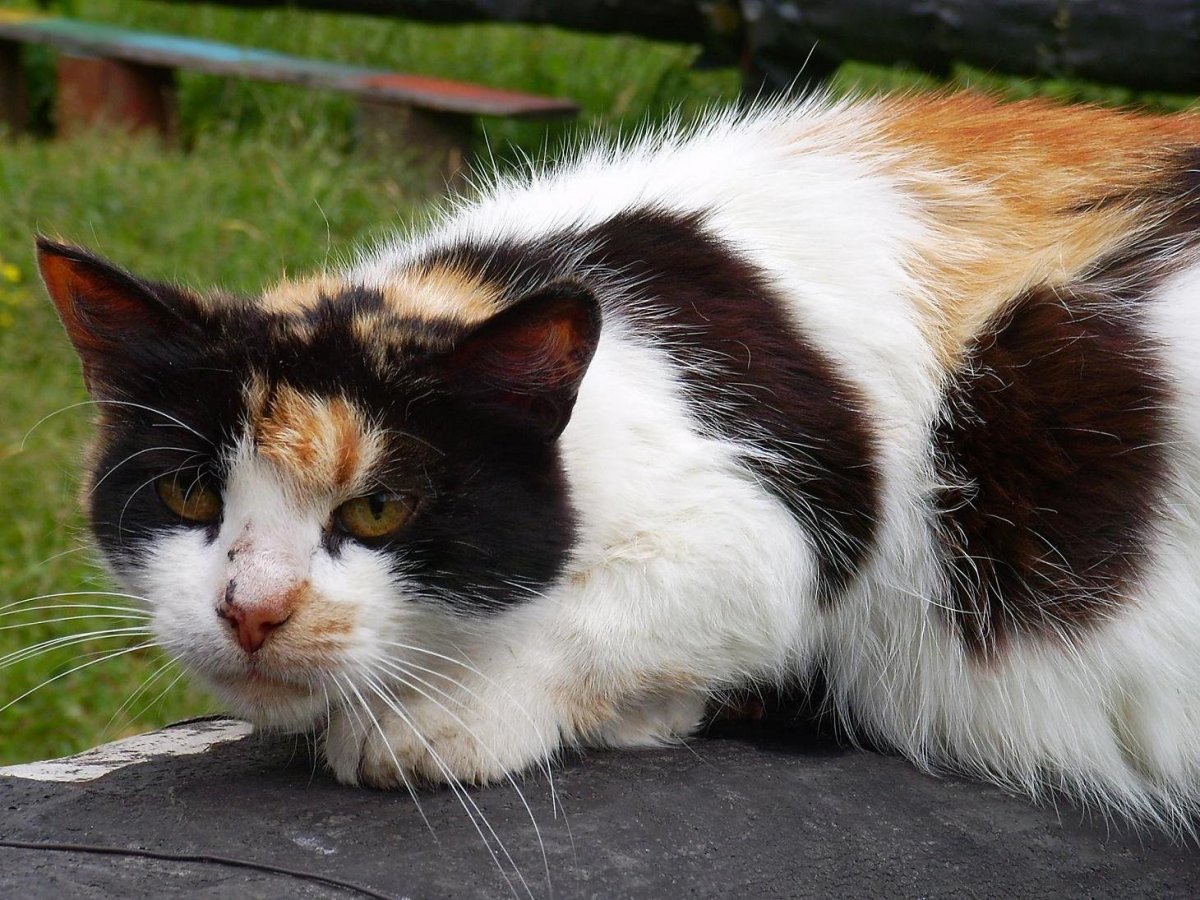 Норвежская Лесная кошка Калико