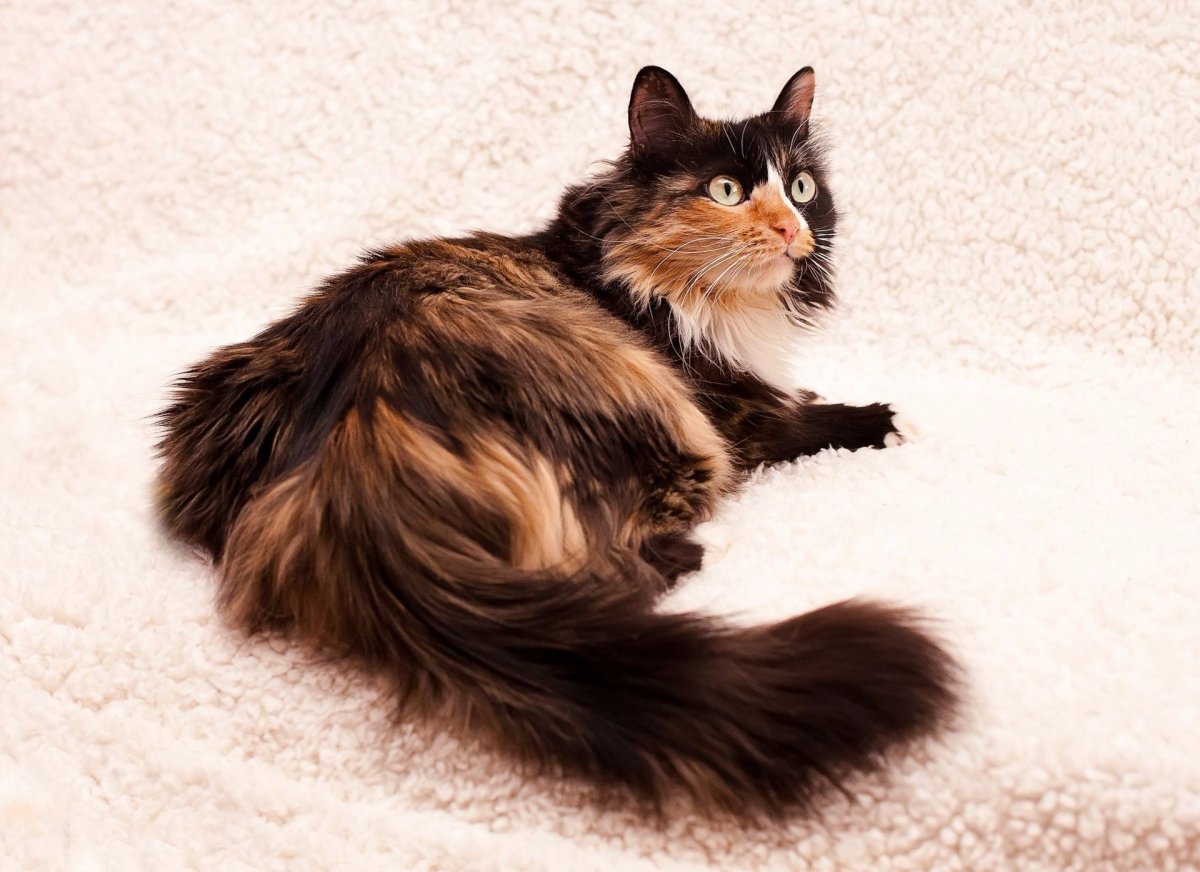 Шотландская хайленд страйт трехцветная