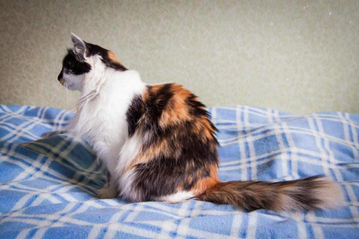 Норвежская Лесная кошка Калико