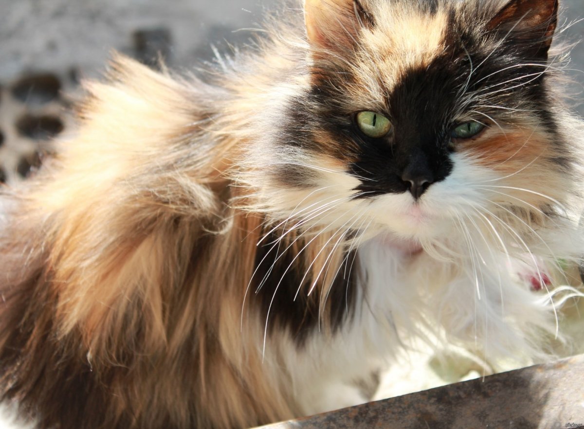 Сибирская черепаховая кошка