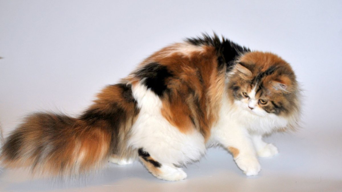 Сибирская кошка богатка