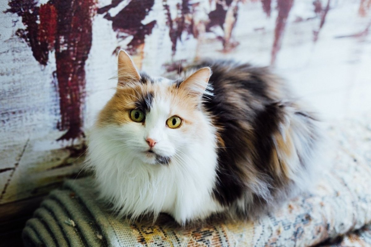 Норвежский Лесной кот