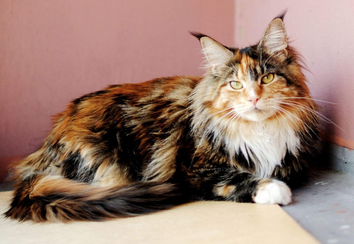 Сибирская кошка трехцветная короткошерстная