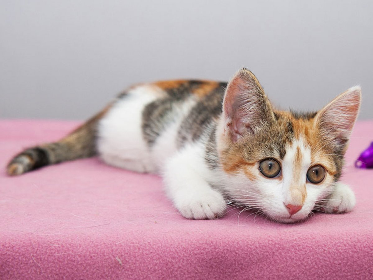 Сибирская кошка трехцветная