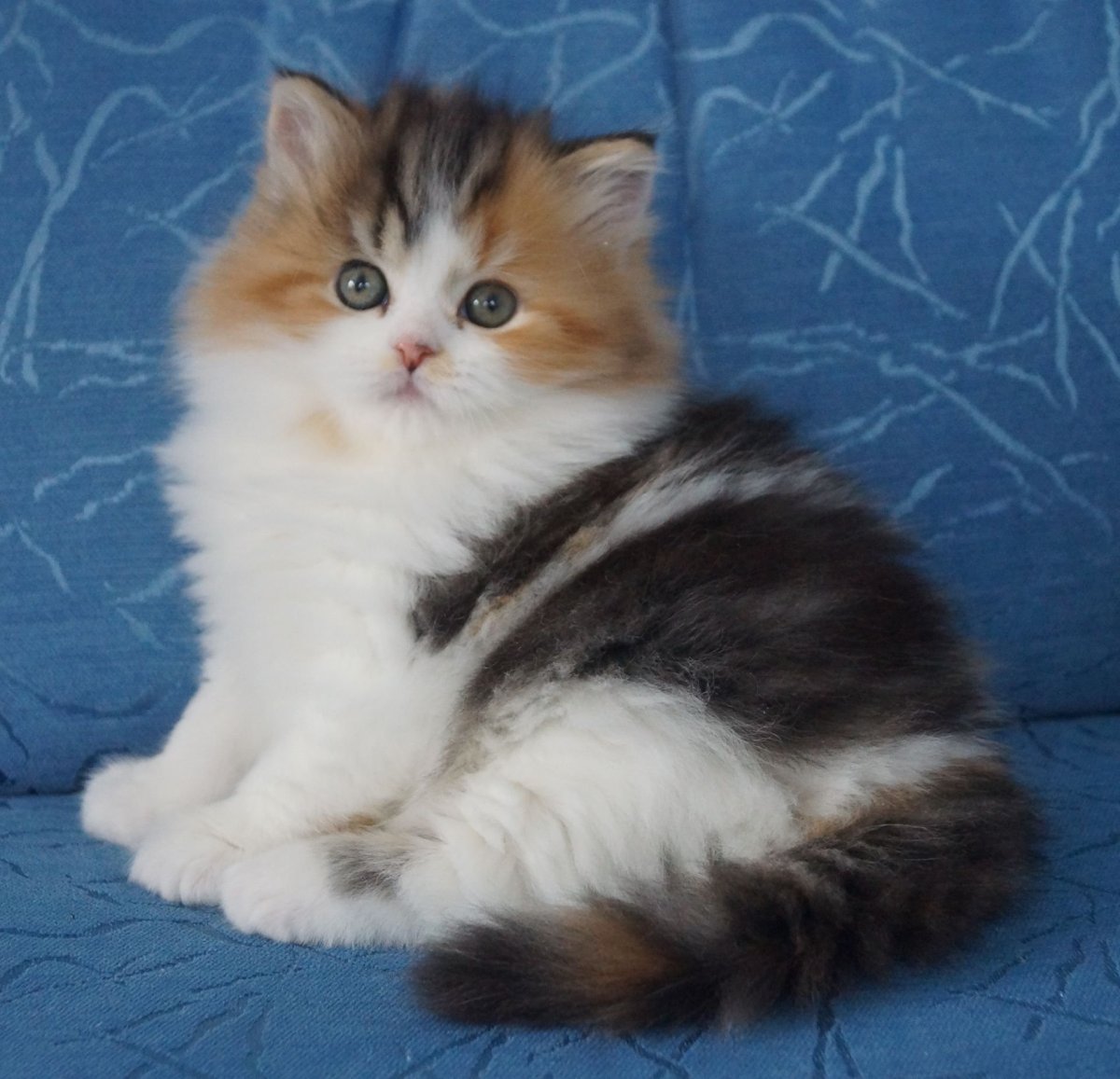 Трёхцветная кошка Сибирская кошка