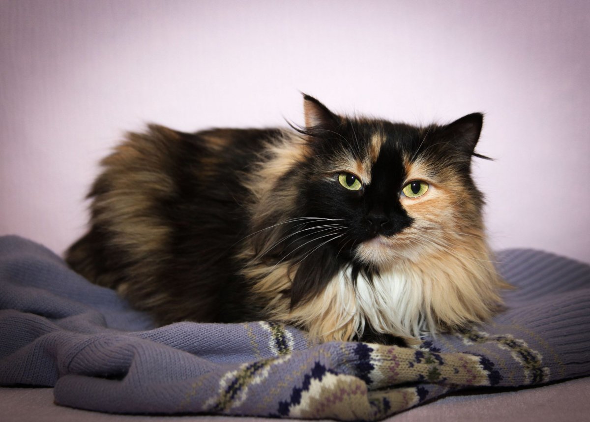 Сибирские котята трехцветные черепаховые