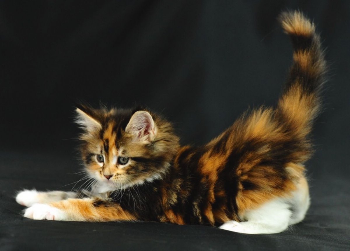 Мейн кун Калико