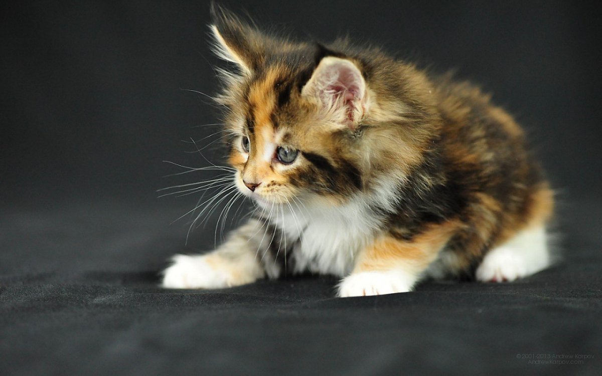 Рагамаффин трехцветный