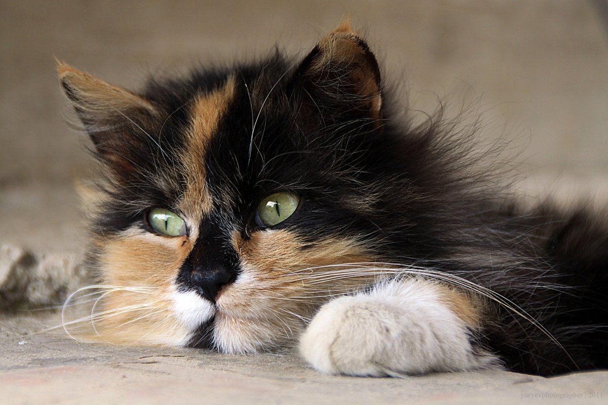 Сибирская кошка трехцветная короткошерстная