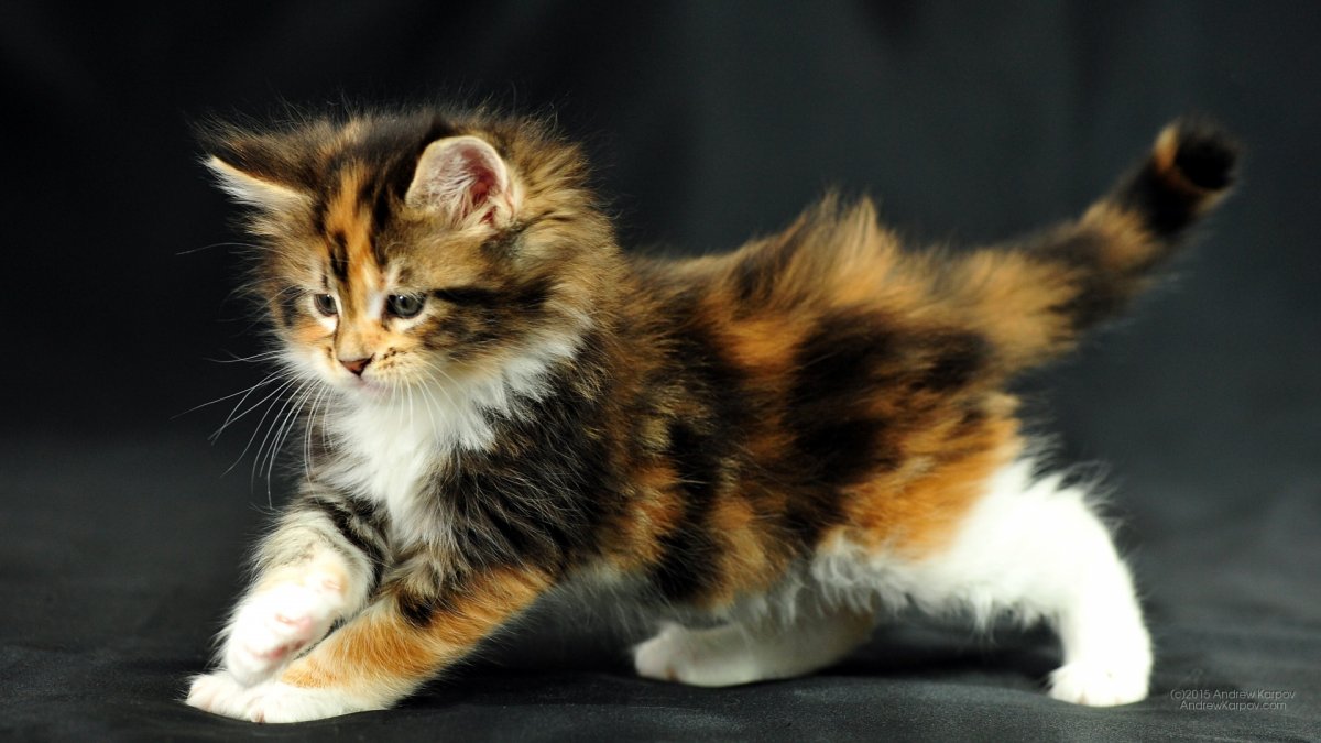 Сибирская кошка трехцветная короткошерстная