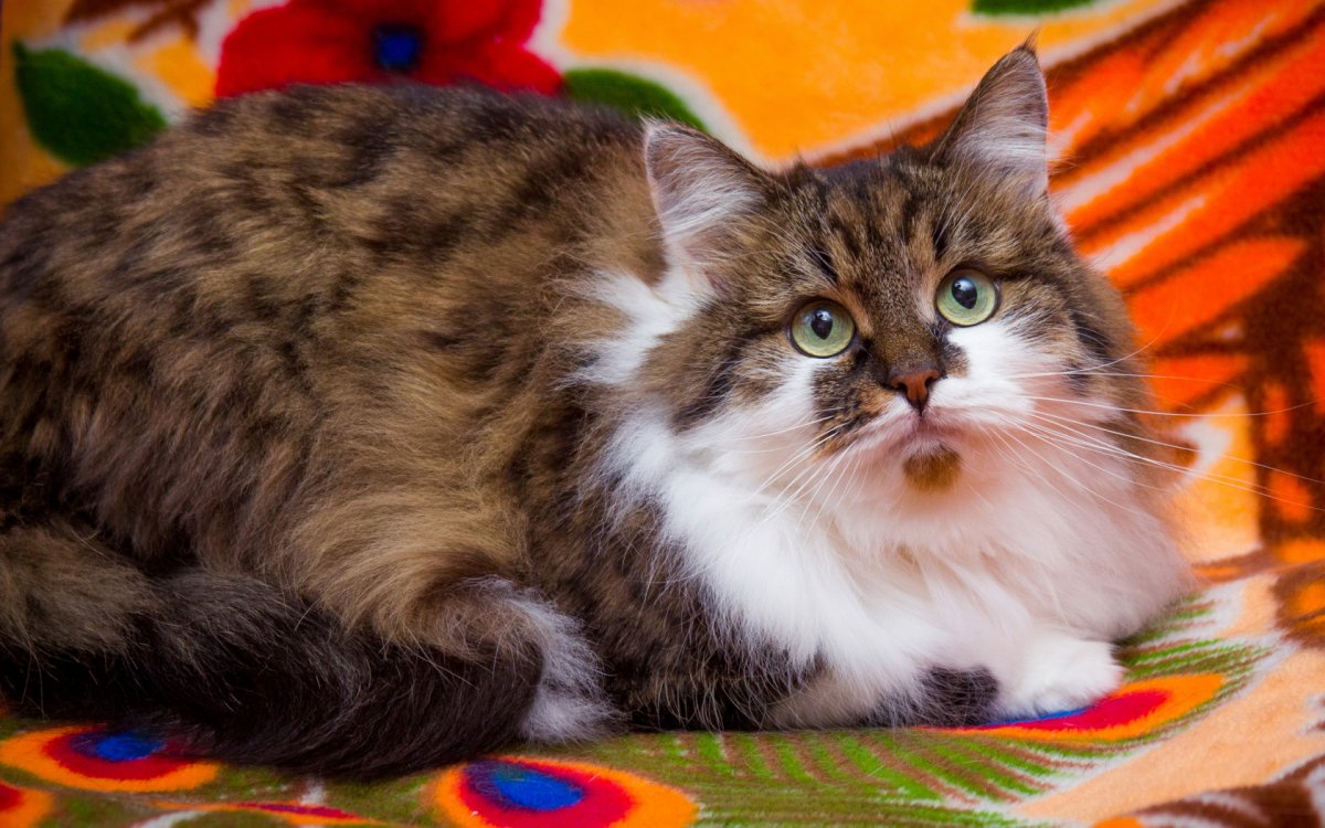 Факты о трехцветных кошках