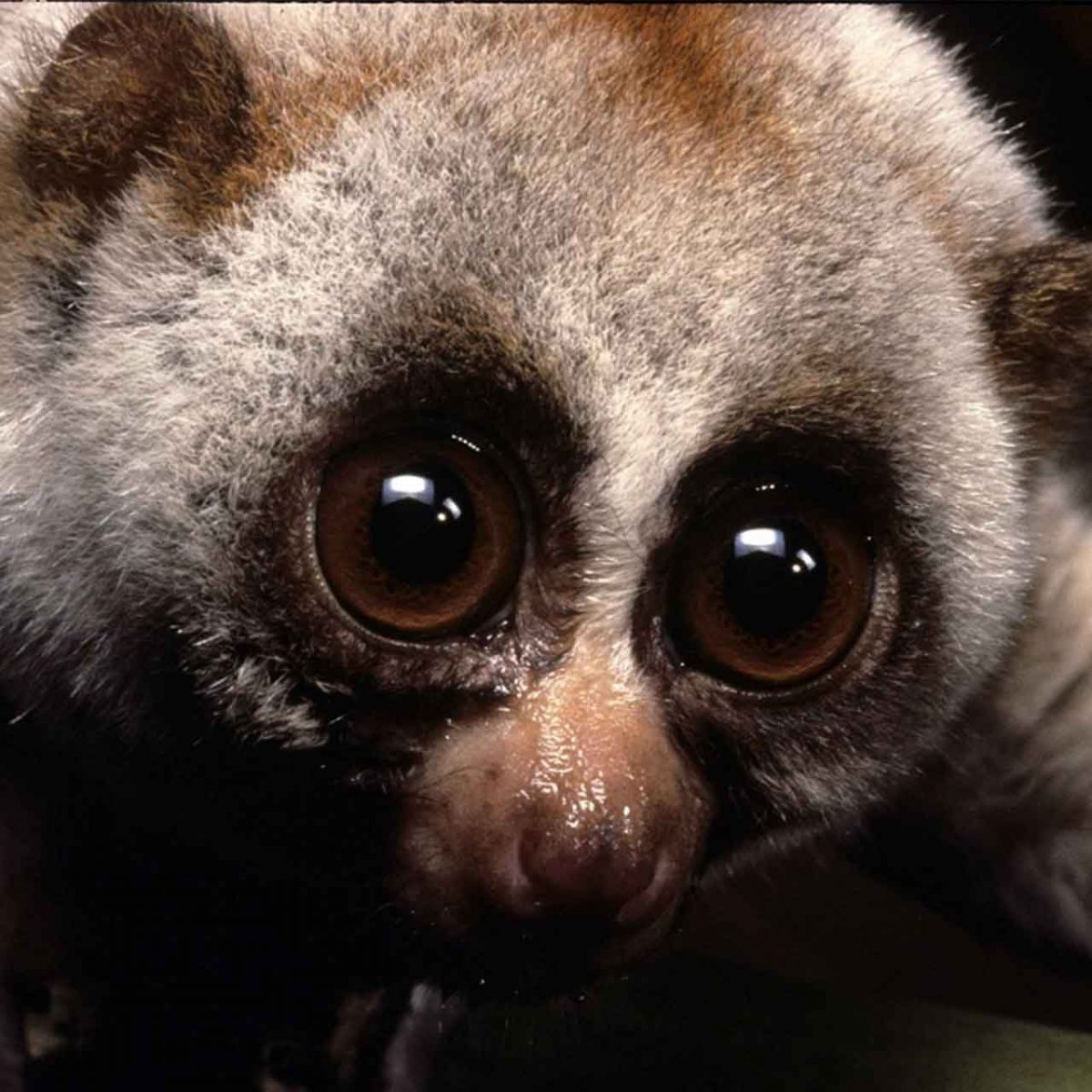 Лемур Лори ядовитый