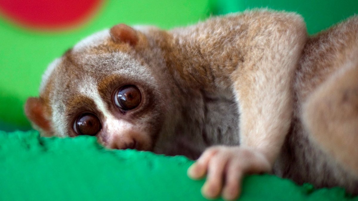 Лориевые приматы