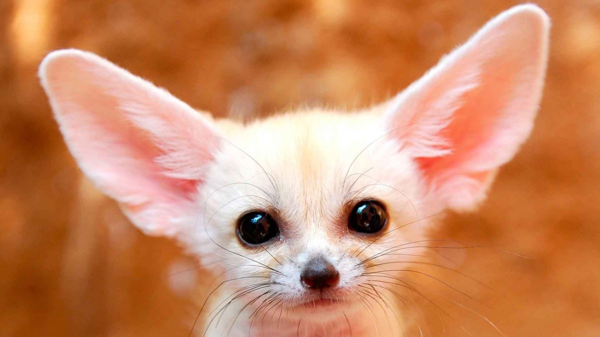 Ушастый Лисенок фенек