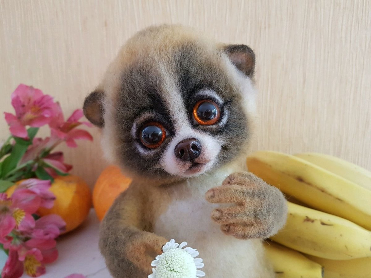 Карликовый лемур Лори