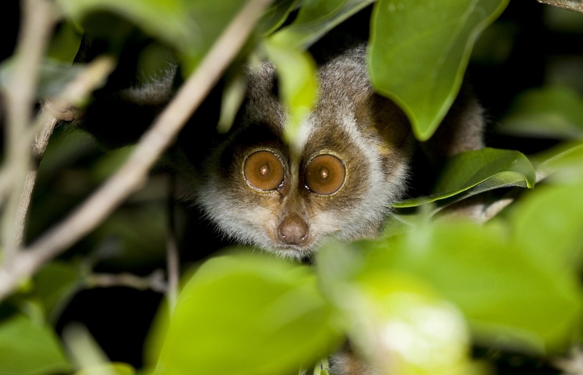 Slender Loris