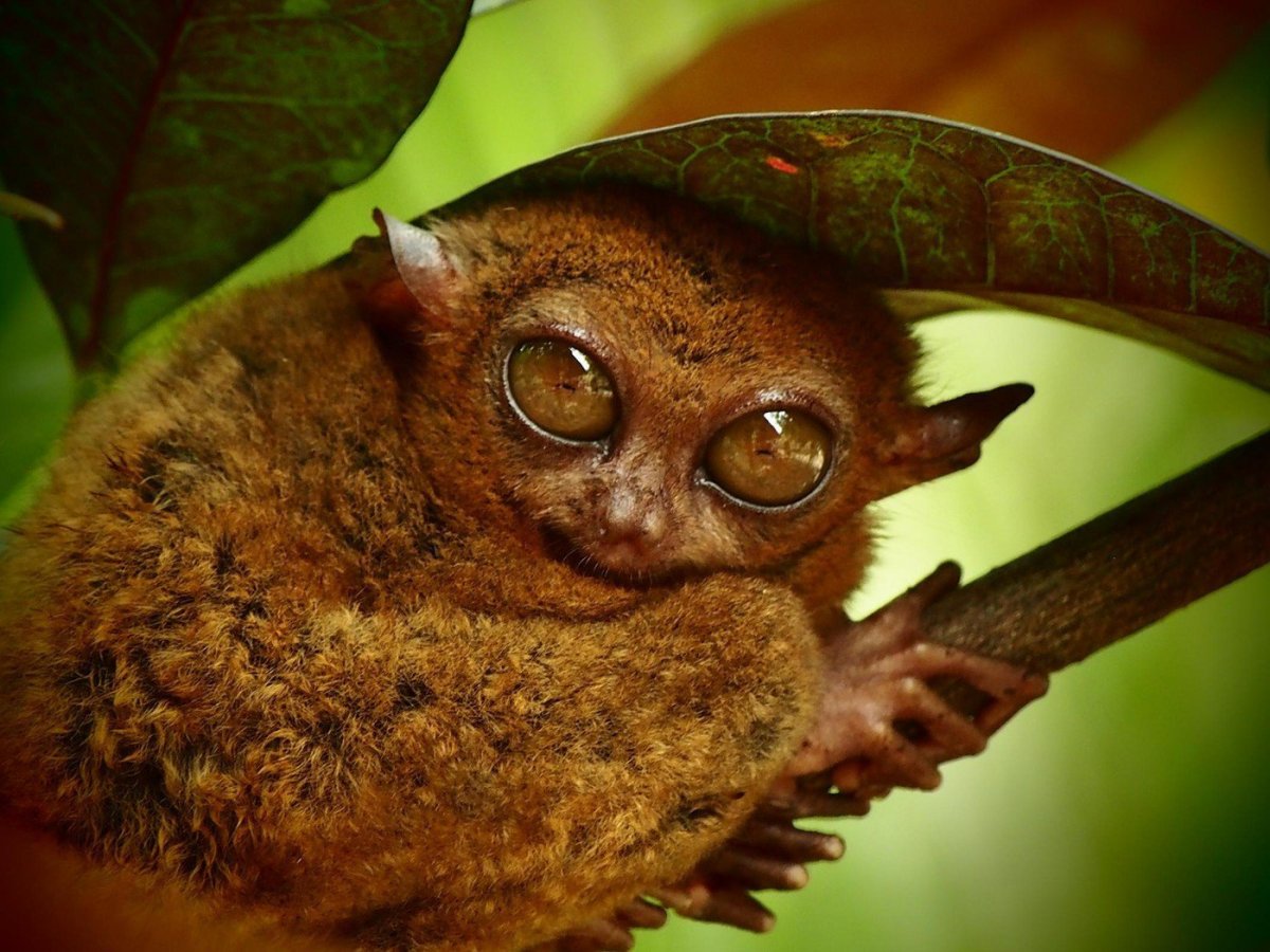 Лемур долгопят