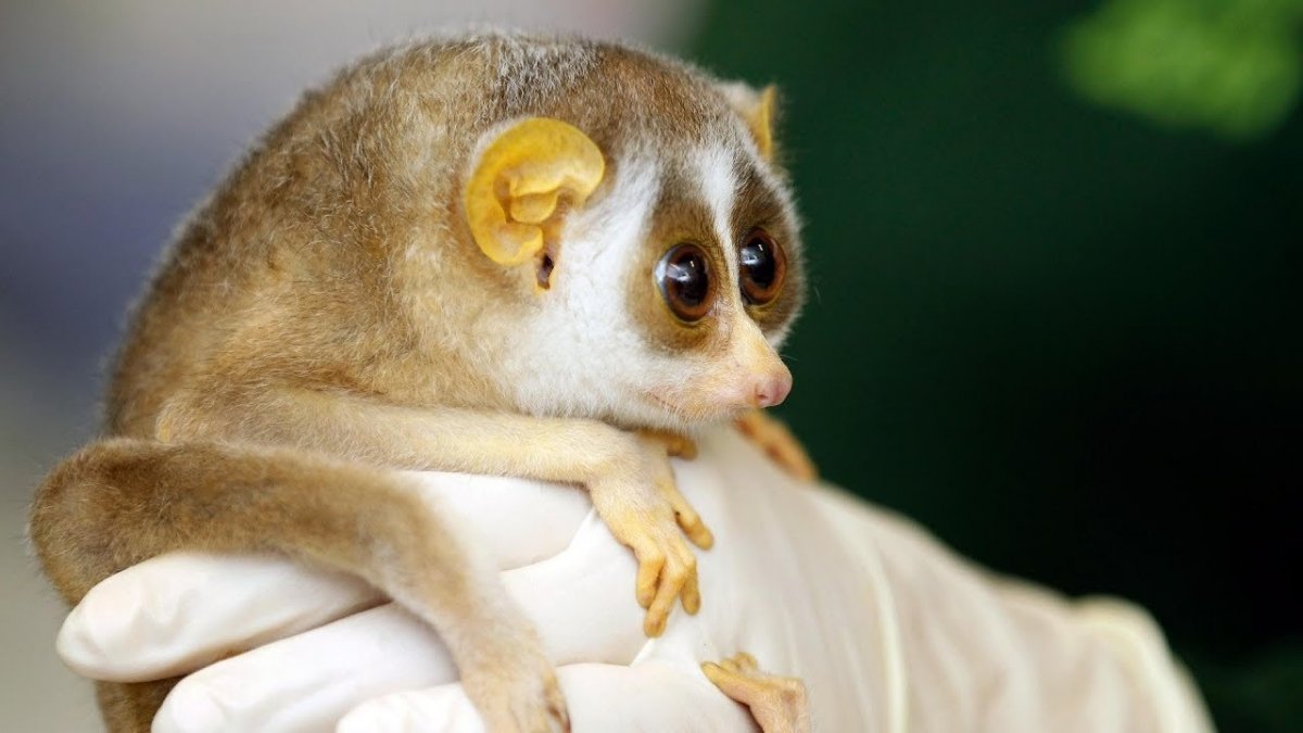 Лори галаго