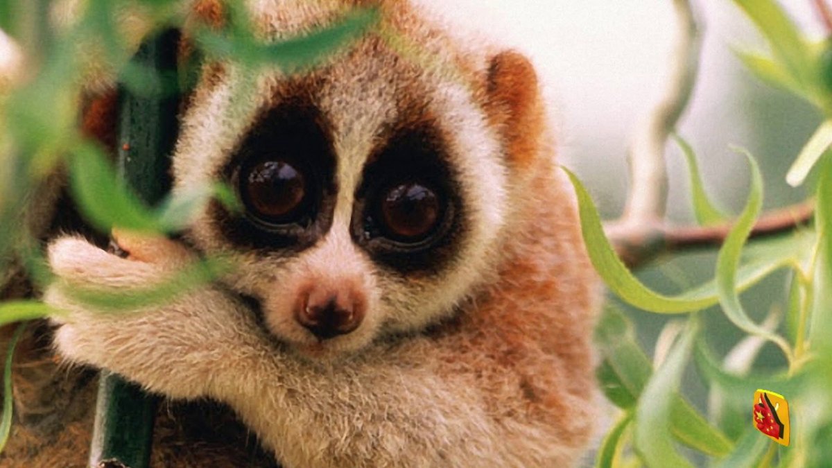 Лемур Лори смешной