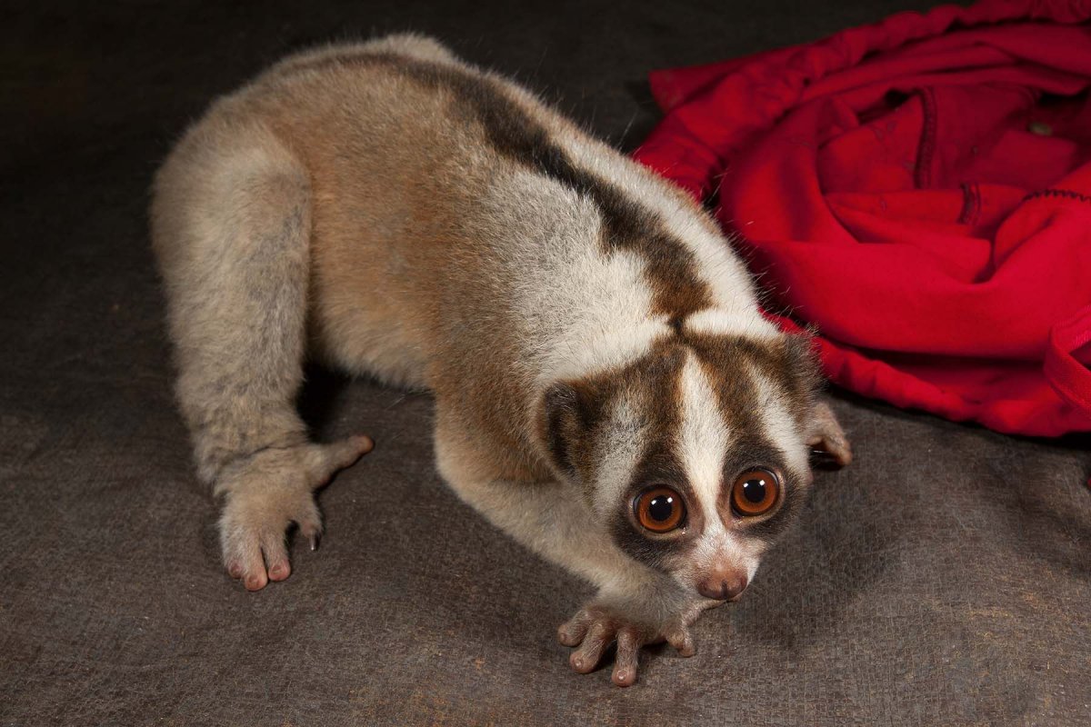 Лемур Лори большой