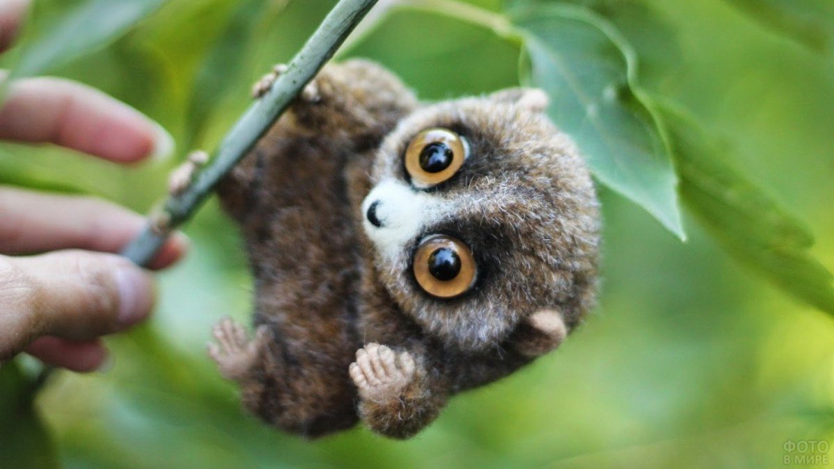 Карликовый лемур Лори