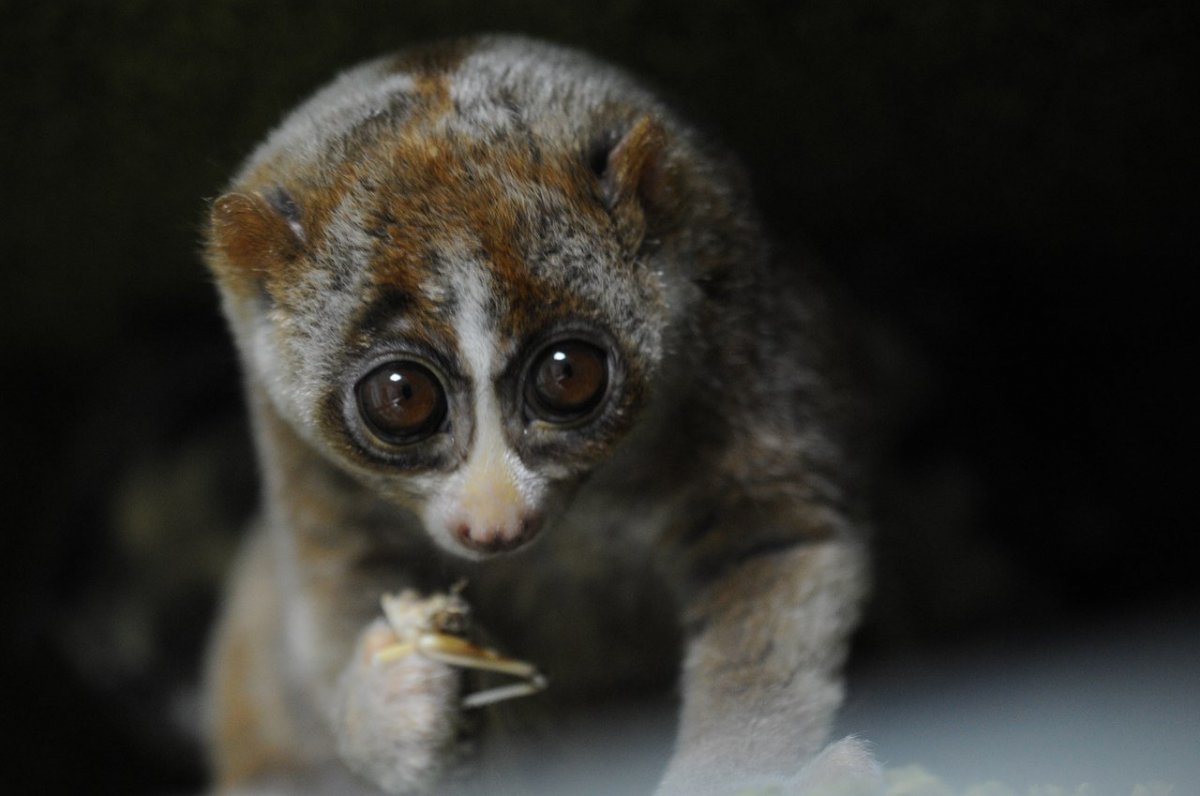 Животные лемур Лори