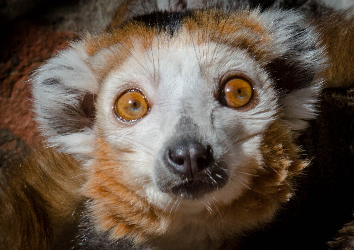Морда лемура