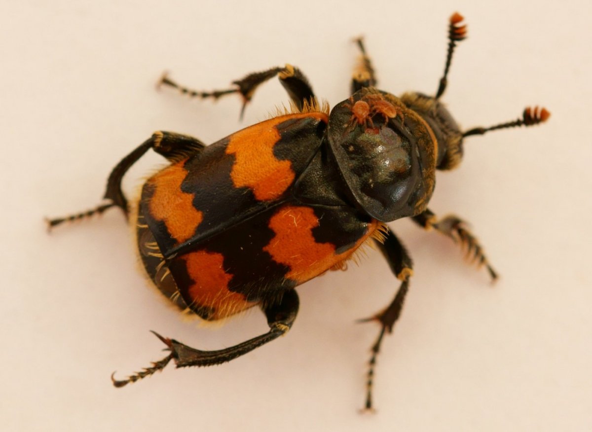 Жук ольхоед