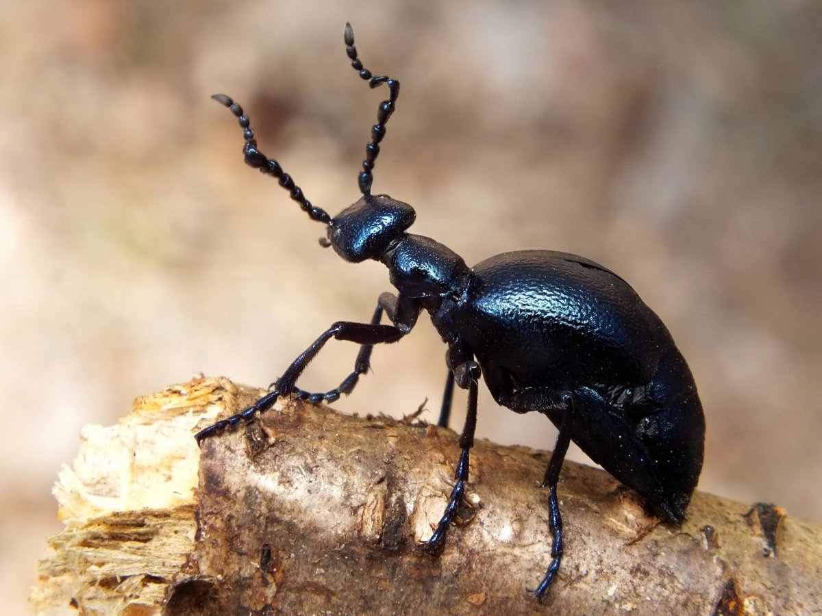 Стилизация жука