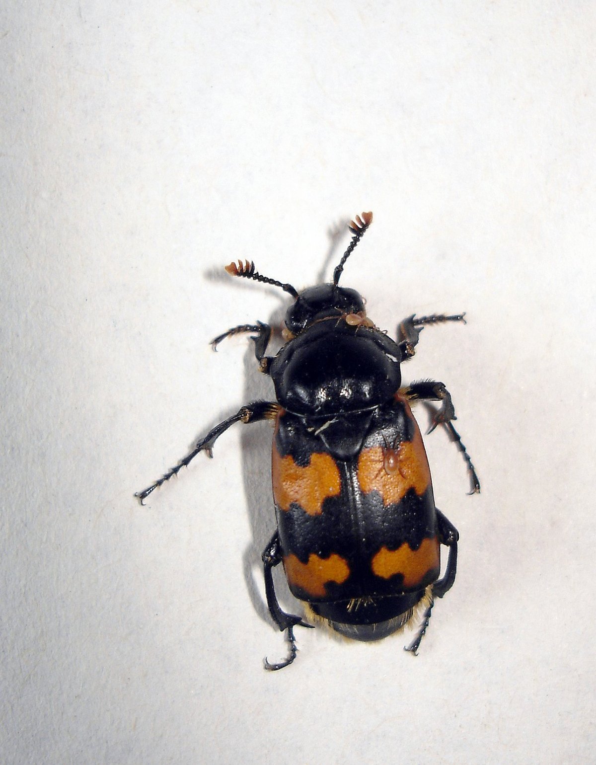 Жук мертвоед Nicrophorus
