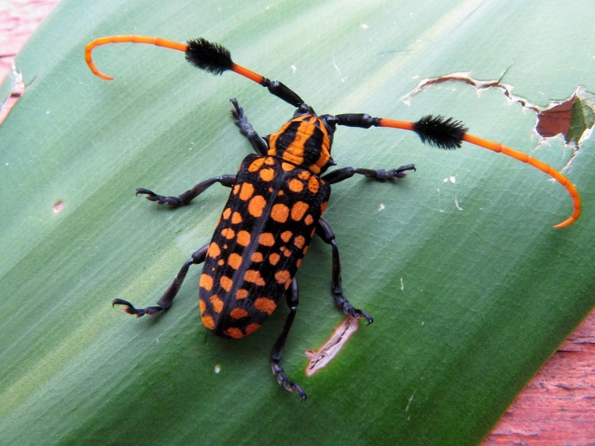Жук с крестом на спине