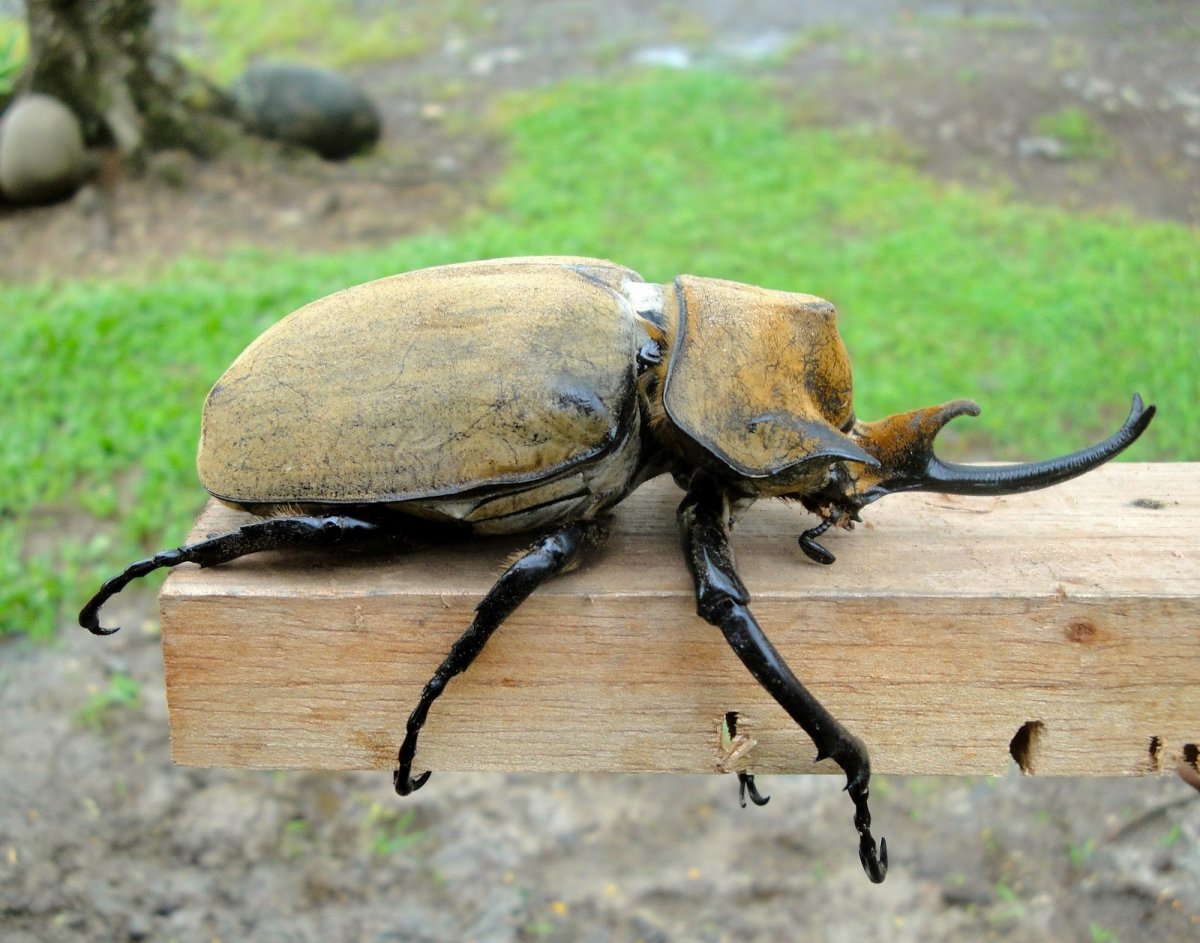 Жук скоробейник Египетский