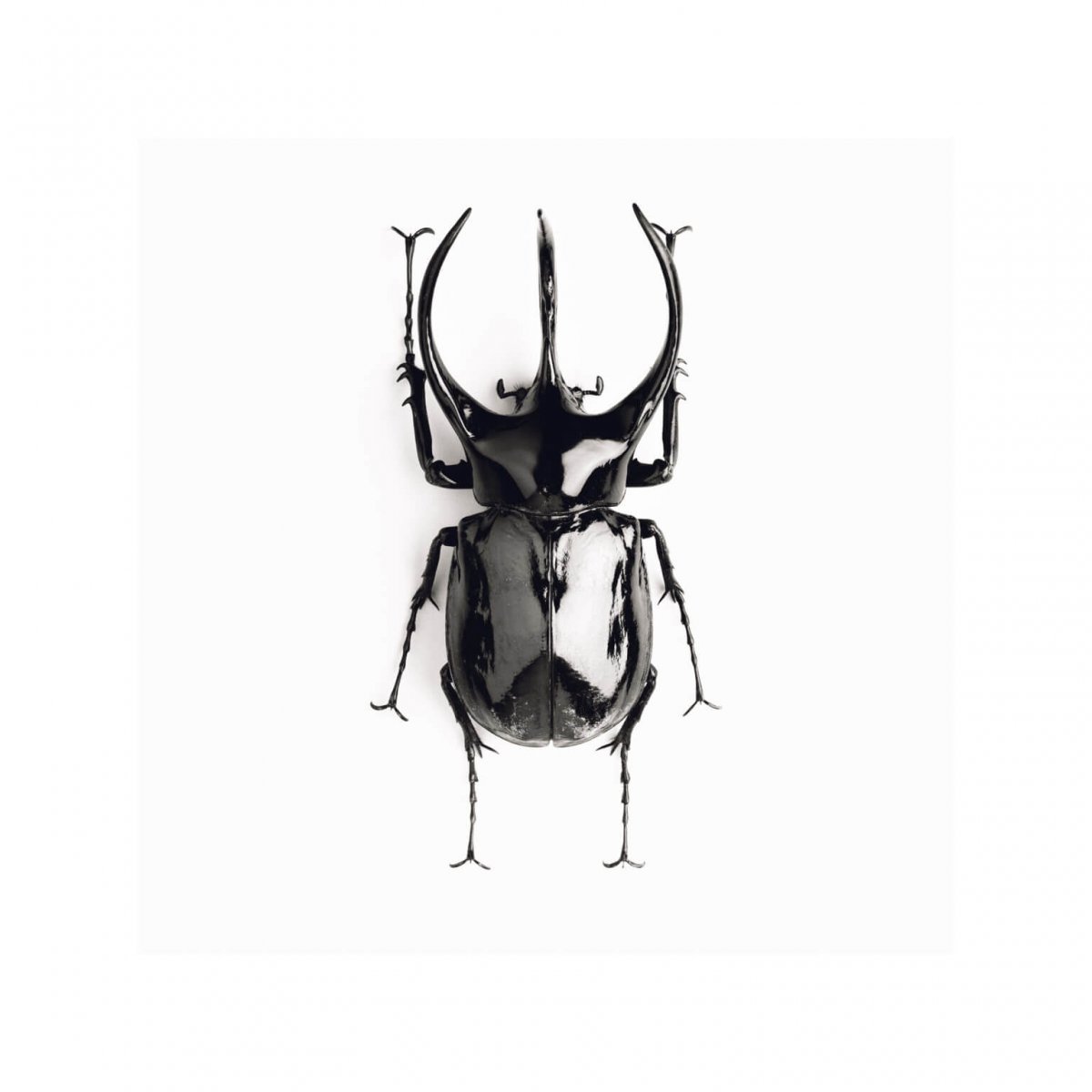 Жук логотип