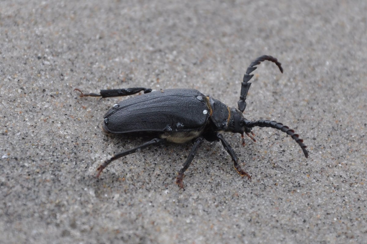 Маленький скарабей тату