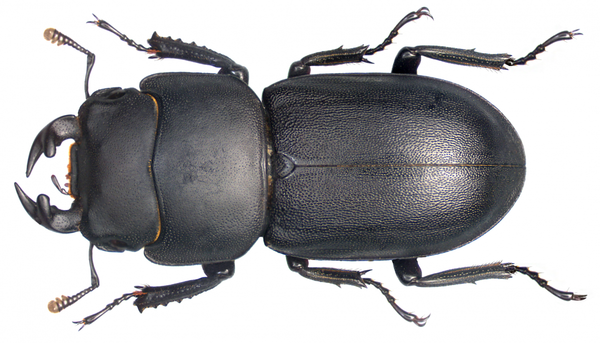 Жук олень носорог Рогач