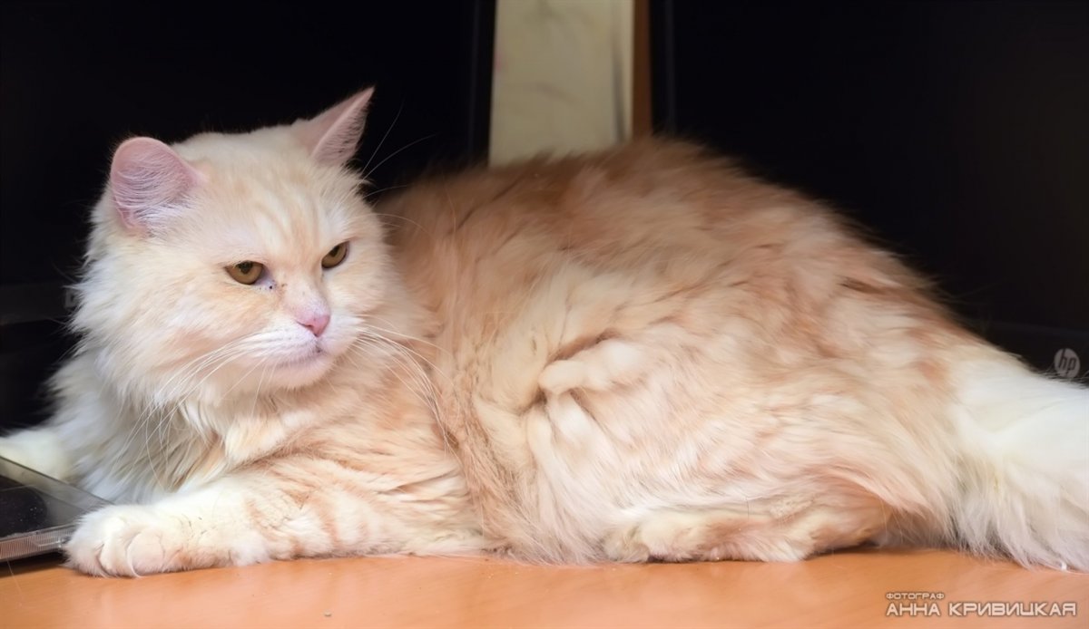 Сибирская кошка персиковая длинношерстная