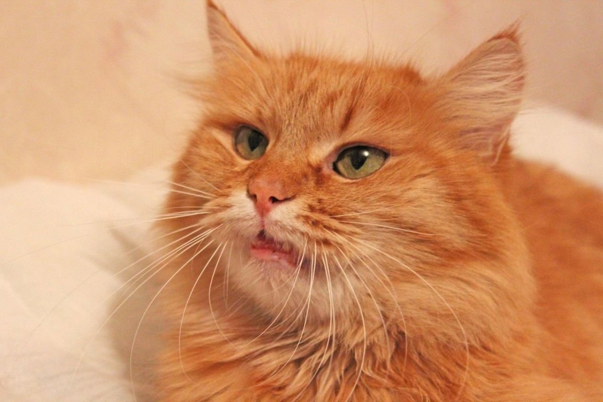 Ангорская кошка рыжая