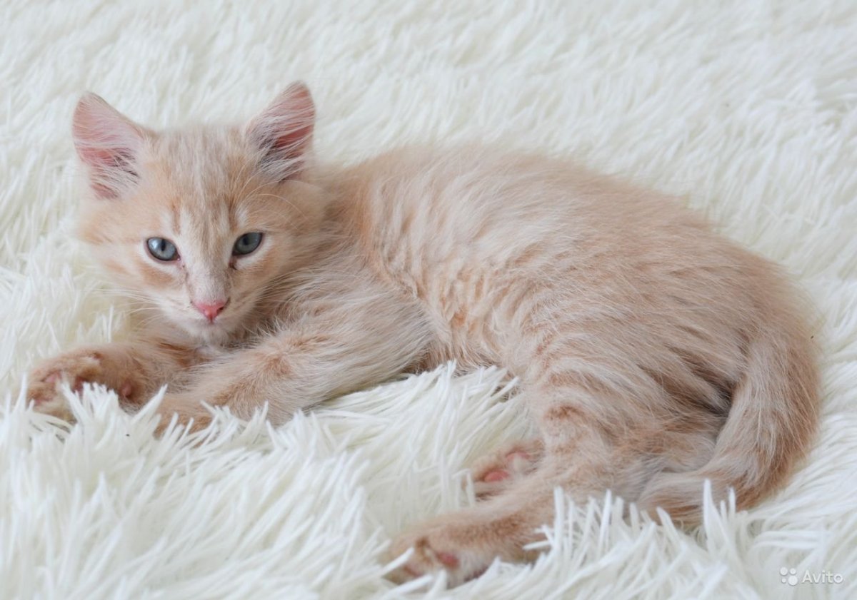 Сибирская кошка персикового окраса