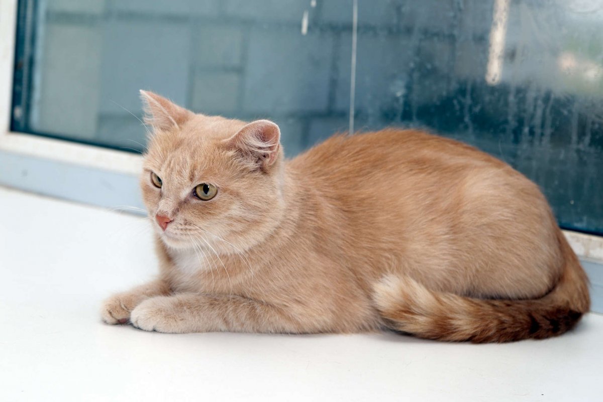 Рэгдолл персиковый