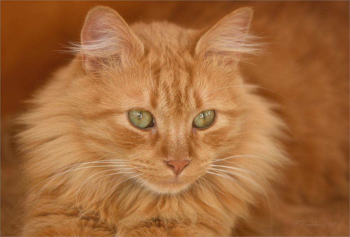 Британский Карташевский кот персиковый