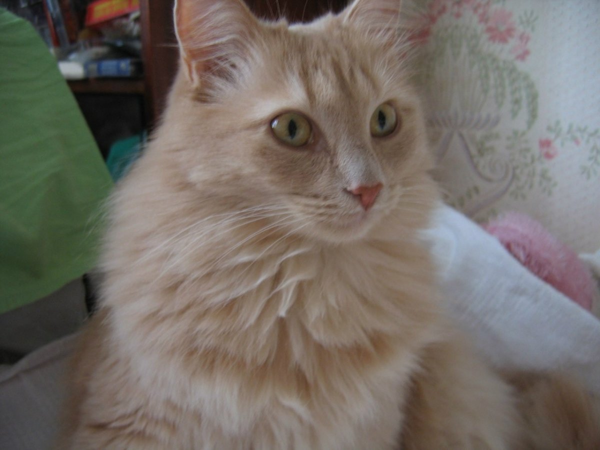 Сибирский гладкошерстный персиковый