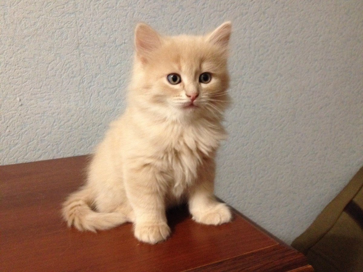 Сибирский гладкошерстный персиковый