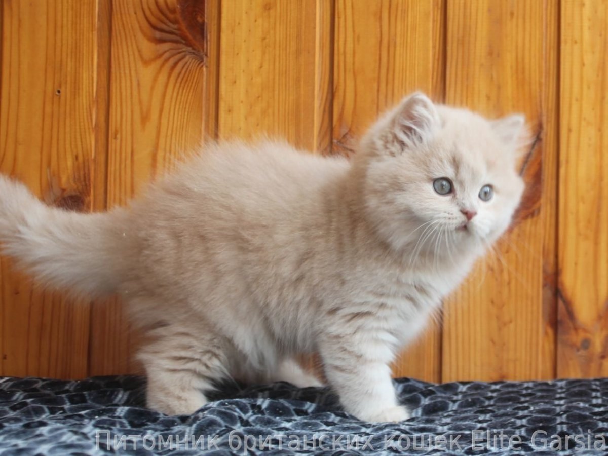 Сибирская длинношерстная кошка