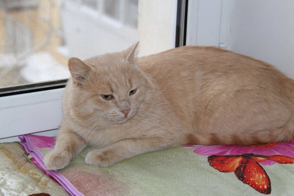 Сибирские коты рыжие