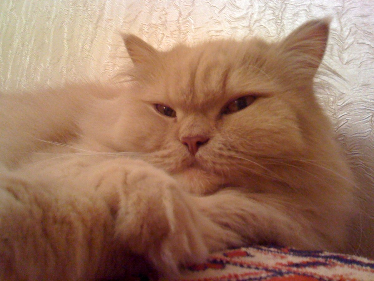 Сибирский кот персиковый